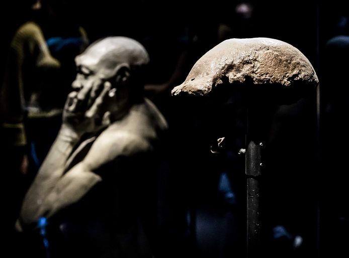 Een schedelkapje van de Javamens, dat deel uitmaakt van de collectie-Dubois in museum Naturalis. Indonesië vraagt de collectie terug.