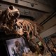 Een leuke eigenschap van paleontologen: ze geven opvallende fossielen een bijnaam