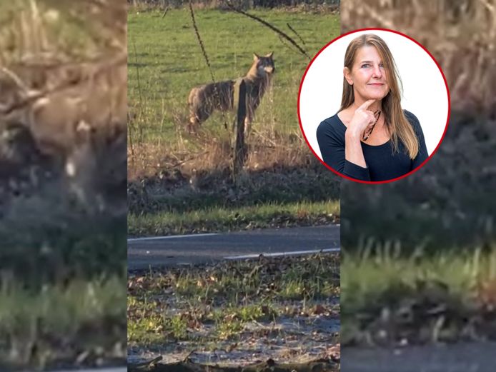 De wolf in Haaksbergen