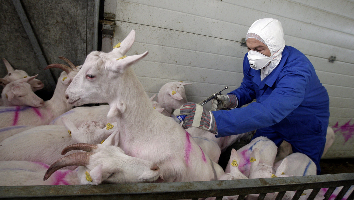 Эпизоотии животных. Инфекционная агалактия овец. Инфекционные заболевания коз.