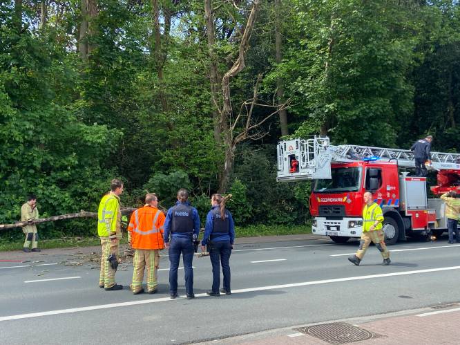 Brandweer zaagt boom om die op rijbaan dreigt te vallen in Beernem