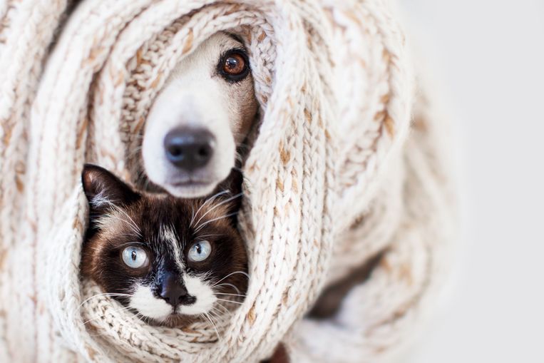 Een paar graden kouder in huis: is dat zielig voor je hond of kat? - Libelle