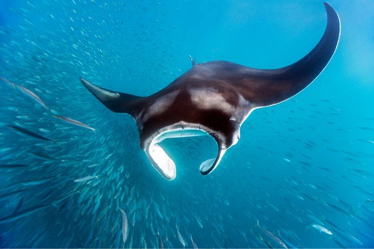 Een mantarog in de Caraïbische zee. Beeld Getty Images