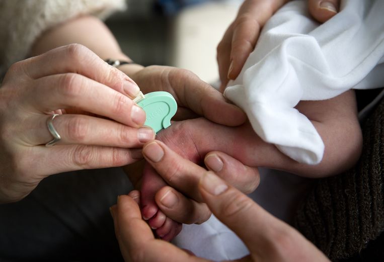 Een pasgeboren baby krijgt de hielprik. Het afgenomen bloed zal worden onderzocht op (erfelijke) zeldzame aandoeningen, waaronder sikkelcelanemie. Beeld ANP / Bart Maat