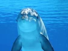 Drie dolfijnen gezien bij sluizen Oosterscheldekering