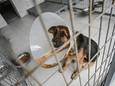 Archiefbeeld: een straathond herstelt van een ingreep in een Turkse dierenkliniek.