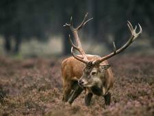 Let op! Grotere kans op wildaanrijdingen dit weekend