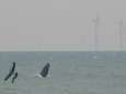 Bultrugwalvis die vorige maand opdook voor kust van Knokke-Heist en Zeebrugge, levenloos aangespoeld in Nederland