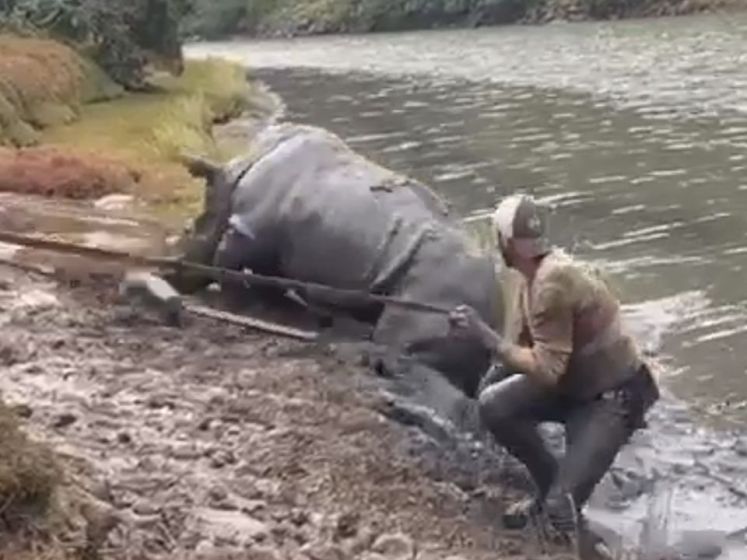 Un rhinocéros de 750 kilos sauvé de la boue en Afrique du Sud