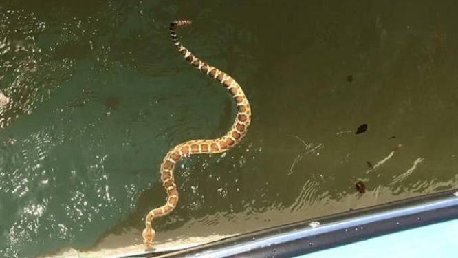 Ze vinden het spannend wanneer slang op boot wil klauteren. Maar plots vergaat het lachen hen compleet