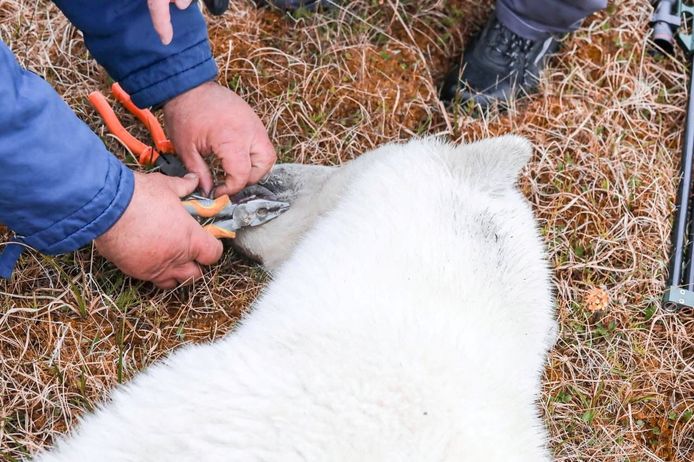 The can is removed by vets from the Moscow zoo and the polar bear's tongue is treated.