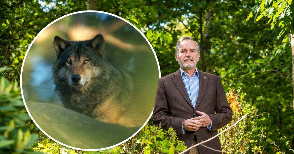 De baron bijt beschaafd van zich af: ‘Die wolf moet ophoepelen, het maakt me niet uit hoe’