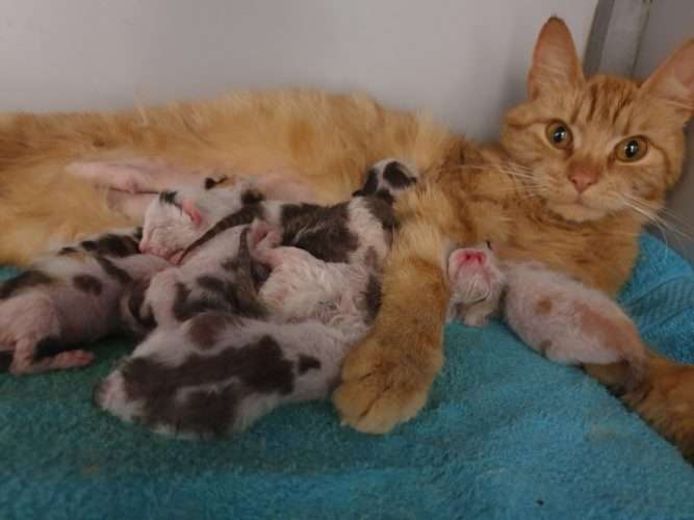 Poes Tess Verloor Haar Kittens, Maar Was Niet Veel Later Toch Moeder Van  Acht Baby'S: 'Match Made In Heaven' | Den Haag | Ad.Nl