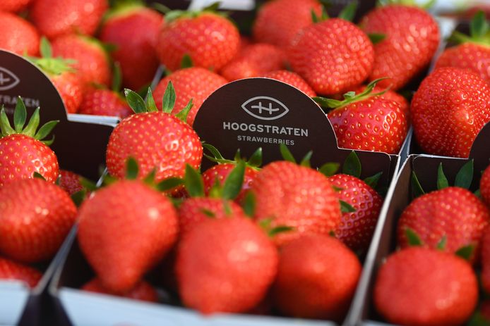 De eerste Belgische aardbeien zijn geoogst, maar als gevolg van de hoge energieprijzen is het aanbod beperkt en de prijs hoog.