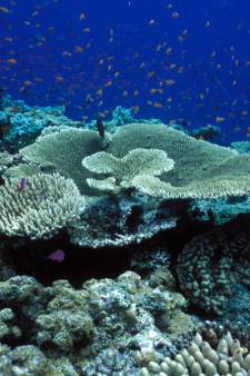 Poissons tropicaux, coraux, crabes, algues: faune et flore en déclin dans les récifs coralliens de l’Australie