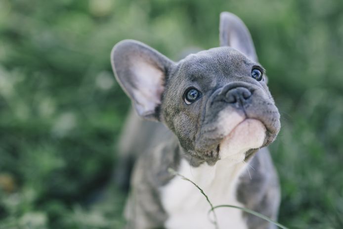 Franse buldog bulldog frenchie