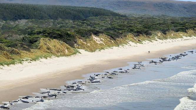 230 walvissen aangespoeld op strand in Australië: “Helft van de dieren leeft nog”