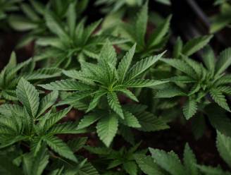 Buurmannen riskeren celstraf voor kweek van 300 cannabisplanten: “We zijn begonnen door de coronacrisis”