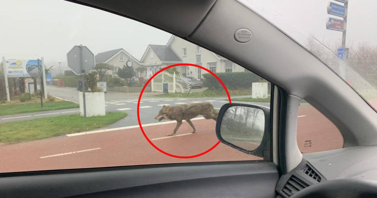 Vijf schapen dood op Schouwen-Duiveland na aanval wolf - BN DeStem