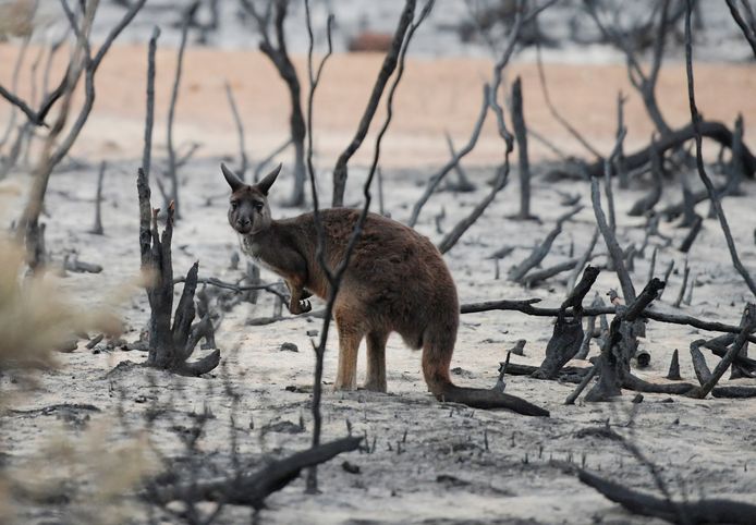 Een wallaby op Kangaroo Island.