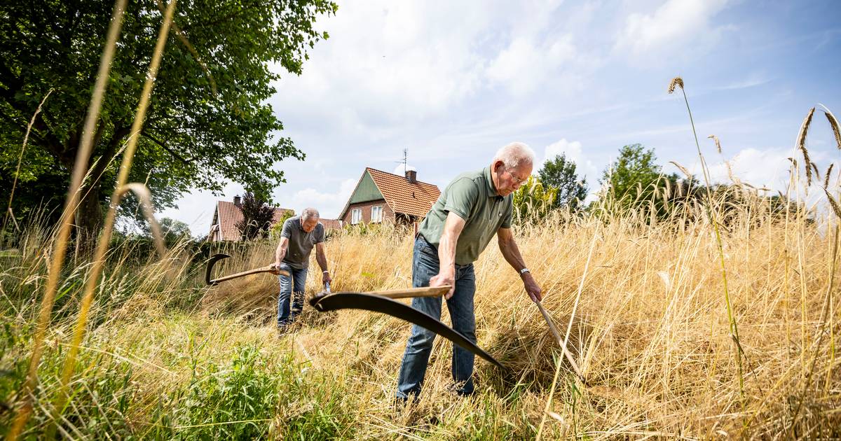 Gezocht in Tilligte: Jongeren die ‘ouderwets’ rogge maaien willen leren