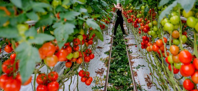 Westlandse tomaten bestemd voor de export.