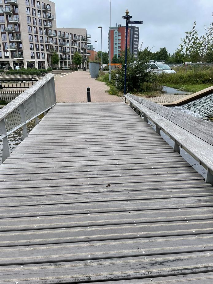 Palmbomen gestolen in Paleiskwartier bij De Beren. Restauranteigenaar begint zoektocht, mede geholpen door sporen van aarde