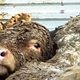 Hoe vuil is ons vlees? Undercover tegen dierenleed: 'Het is hallucinant'