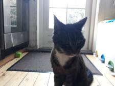 ‘Wil je schieten? Doe ‘t lekker op de kermis maar niet op een weerloze kat’