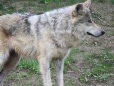 Wolf lijkt te hebben toegeslagen in Boekel en Venhorst: meerdere schapen dood