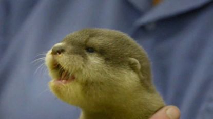 Schattig gepiep van ottertje verovert alle harten