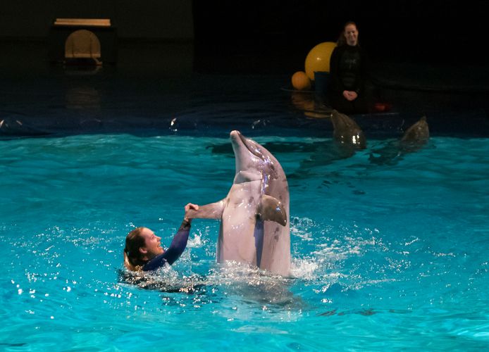 De show in het Dolfinarium moet educatiever worden.