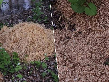 Étrange trouvaille aux États-Unis: des centaines de kilos de pâtes découverts dans une forêt