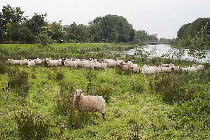 Er is een trend Knipoog Veronderstellen Kudde skuddes begraast Berkelbocht | Achterhoek | tubantia.nl