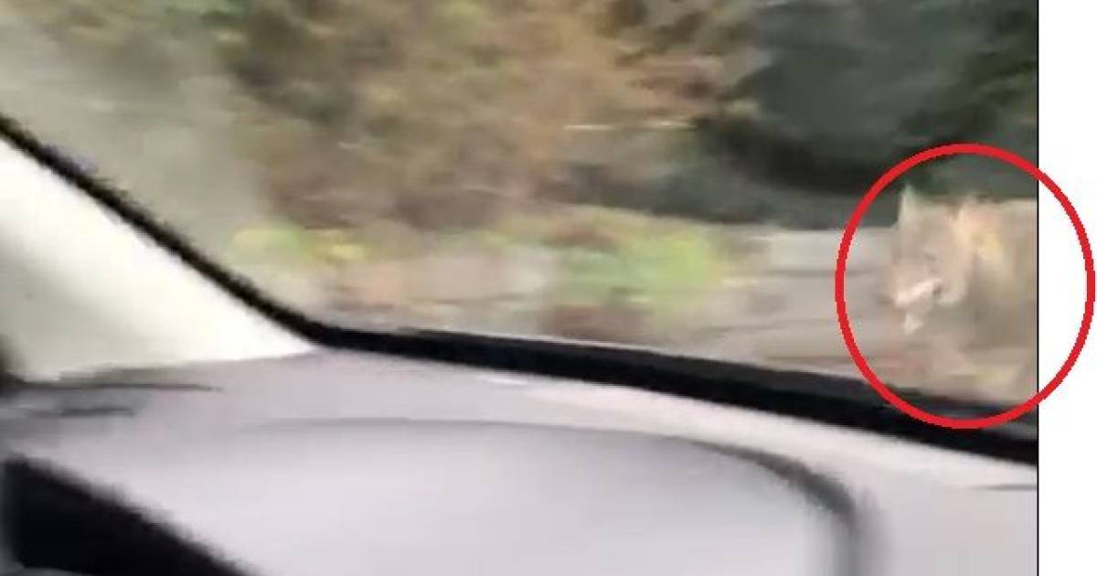 Wolf in de Betuwe, gewoon in woonwijken: ‘Wen d’r maar aan’