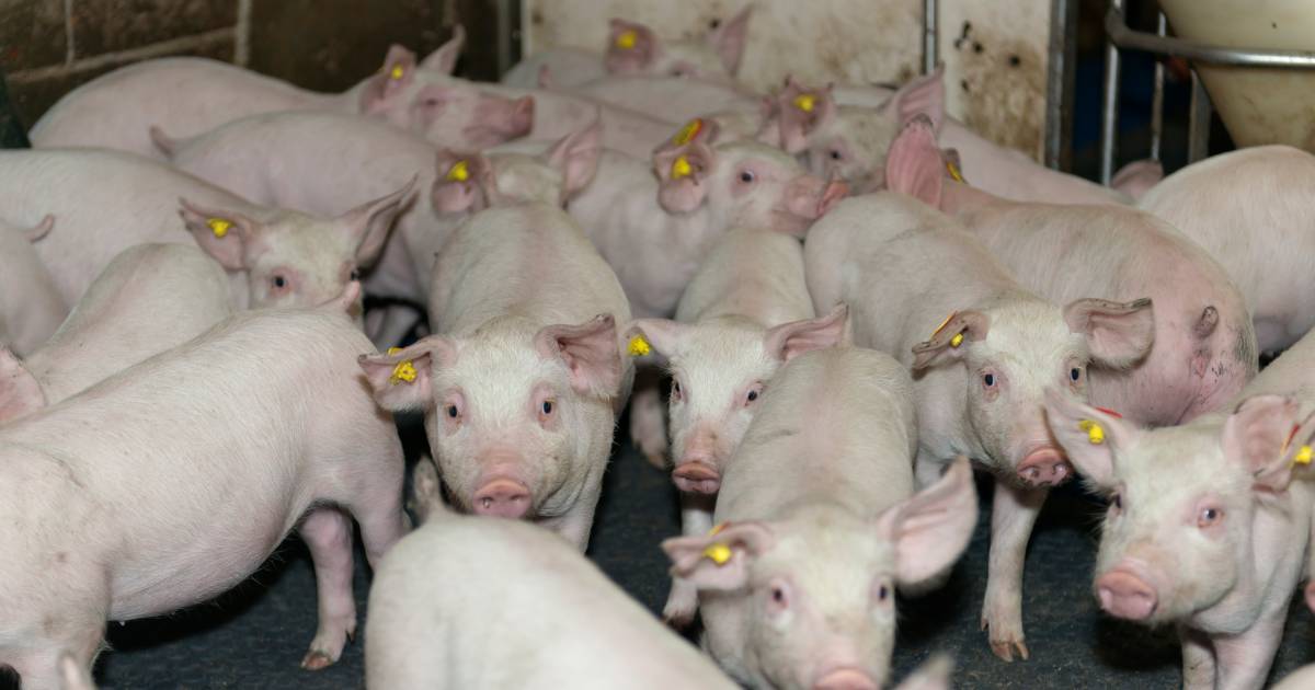 Megastallen en intensieve veehouderij zijn niet