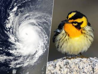 Orkaan Lee blaast bijzondere Amerikaanse vogels naar Ierland en Engeland: vogelaars in vervoering