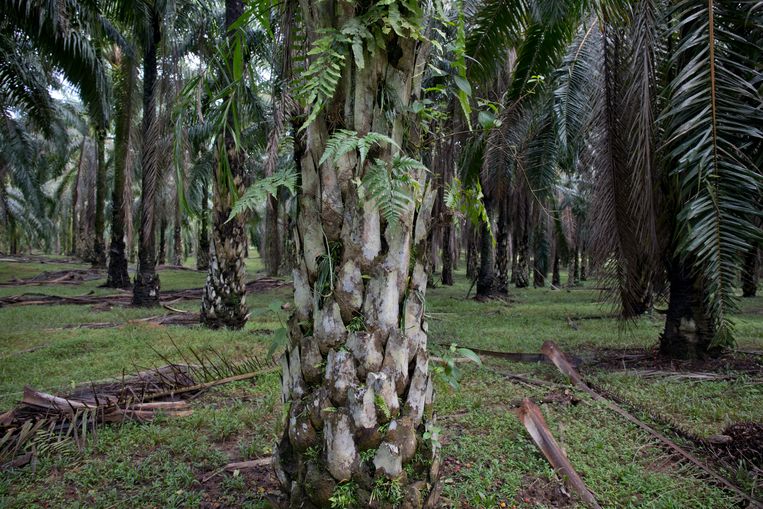 Palmolie plantage in Maleisië. Grootschalige productie van palmolie wordt door diverse milieuorganisaties scherp bekritiseerd, omdat deze ten koste van oerwoud gaat. Zo wordt bijvoorbeeld op het door Indonesië en Maleisië gedeelde eiland Borneo oerwoud gekapt en afgebrand. Voor een groot deel illegaal.  Beeld Hollandse Hoogte / Henk Braam