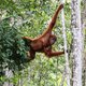 Nederlandse onderzoeker orang-oetans niet meer welkom in Indonesië