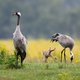 Vogels verklappen de geheimen van ieder landschap