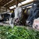 Recht tegen Europese trend in: Nederlandse rundveestapel groeit, melkveehouderij in 2022 lucratiever dan ooit