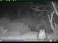 De otter is in de Biesbosch gesignaleerd.