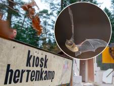 Zaten er vleermuizen in de gesloopte kiosk in Epe? 'Er viel niets meer te handhaven’ 