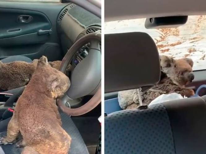 Prachtig gebaar! Tieners stouwen auto vol met koala’s die ze hebben gered van bosbranden