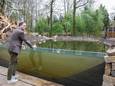 Apenheul-directeur Roel Welsing 'in' de gracht, die in het nieuwe losloopgebied wordt doorkruist door een looproute.