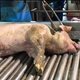 Animal Rights eist sluiting van Torhoutse varkensslachter nadat het gruwelijke beelden vrijgeeft