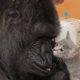 Een gorilla die knuffelt met kittens: zo lief ziet dat eruit