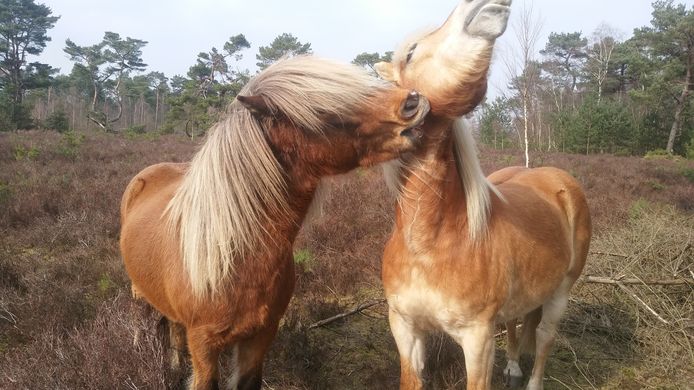 Paarden en pony's zijn sociale kuddedieren.