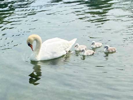 Trois ados de la campagne new-yorkaise arrêtés pour avoir mangé... un cygne