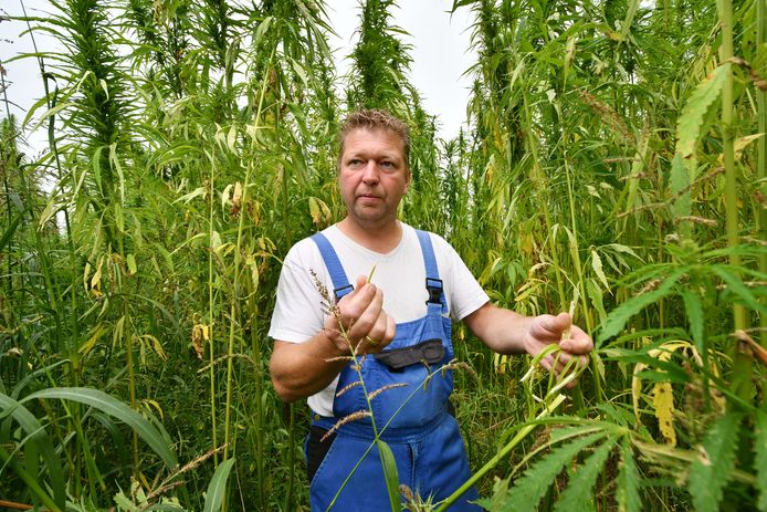Boer Henk Jan Kamp uit Almelo verbouwt hennep.